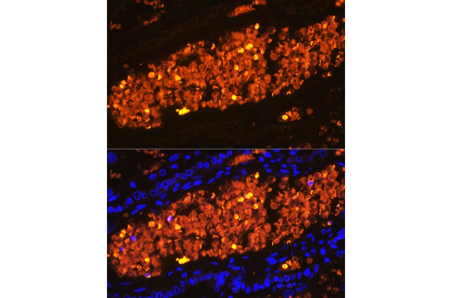Immunofluorescence - Anti-Hemoglobin subunit alpha Antibody (A17236) - Antibodies.com