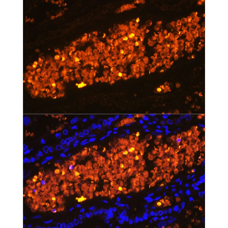 Immunofluorescence - Anti-Hemoglobin subunit alpha Antibody (A17236) - Antibodies.com