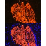 Immunofluorescence - Anti-Hemoglobin subunit alpha Antibody (A17236) - Antibodies.com