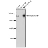 Western Blot - Anti-Neurofilament heavy polypeptide Antibody (A17240) - Antibodies.com