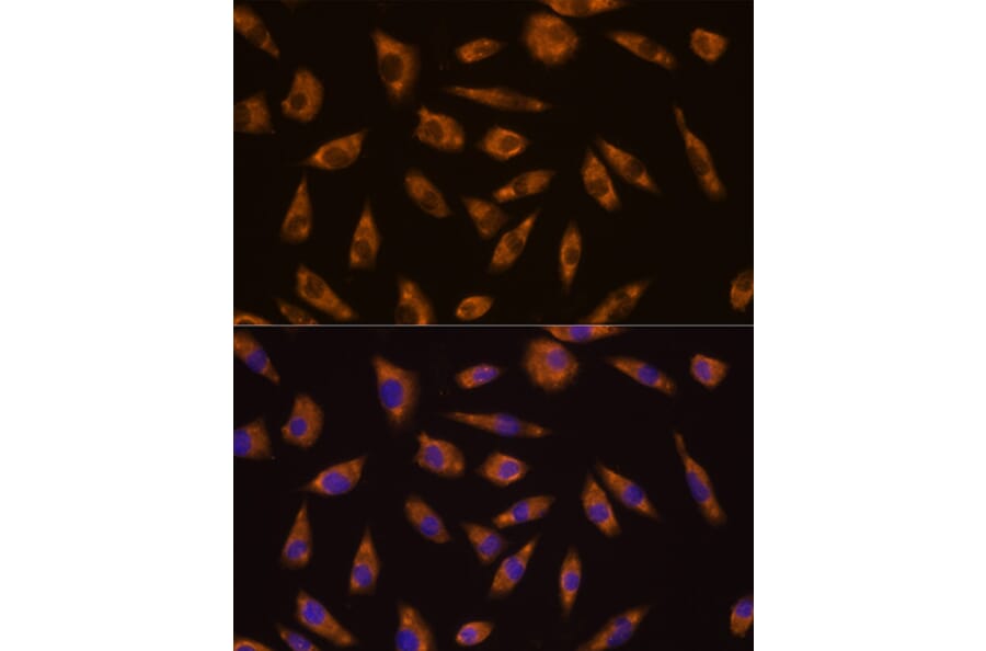 Immunofluorescence - Anti-GLP-1R Antibody (A17244) - Antibodies.com