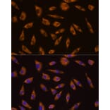 Immunofluorescence - Anti-GLP-1R Antibody (A17244) - Antibodies.com