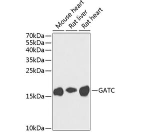 Western Blot - Anti-GATC Antibody (A17250) - Antibodies.com
