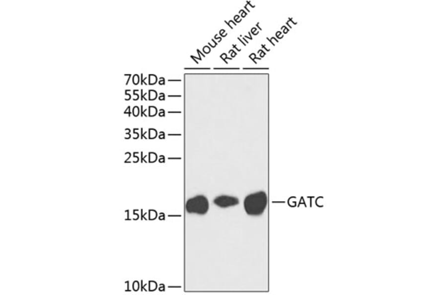 Western Blot - Anti-GATC Antibody (A17250) - Antibodies.com