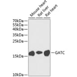 Western Blot - Anti-GATC Antibody (A17250) - Antibodies.com