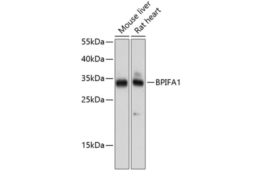 Western Blot - Anti-Plunc Antibody (A17251) - Antibodies.com