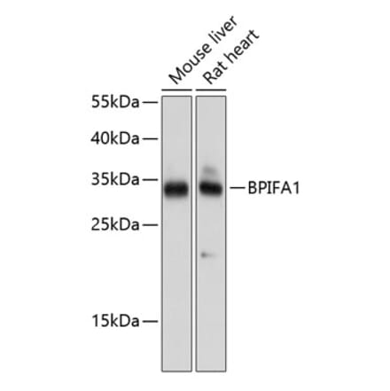 Western Blot - Anti-Plunc Antibody (A17251) - Antibodies.com