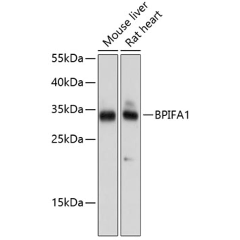 Western Blot - Anti-Plunc Antibody (A17251) - Antibodies.com