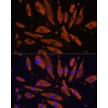 Immunofluorescence - Anti-SIRP alpha Antibody (A17252) - Antibodies.com