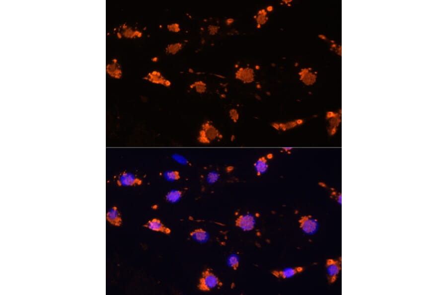 Immunofluorescence - Anti-SIRP alpha Antibody (A17252) - Antibodies.com