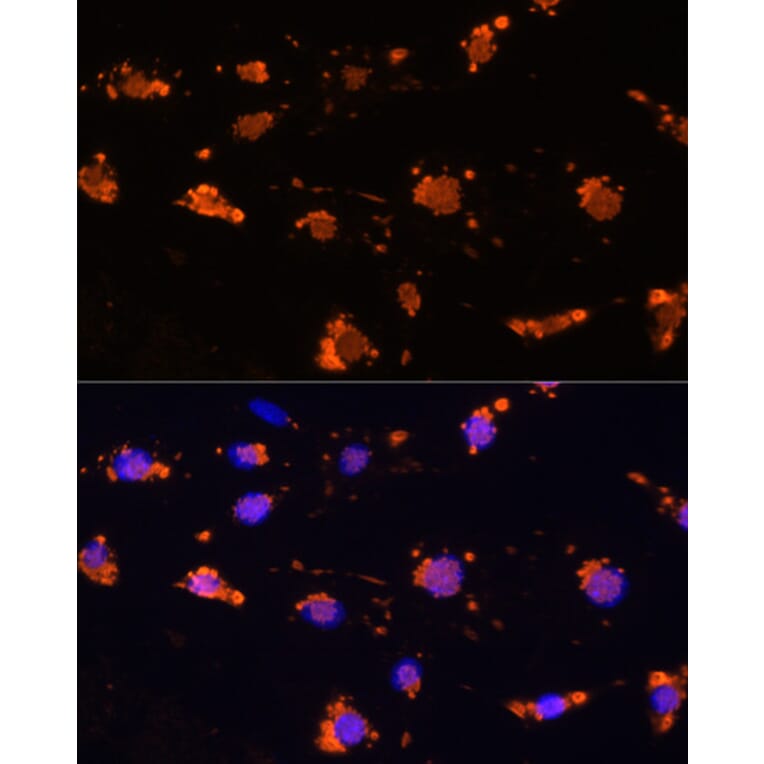 Immunofluorescence - Anti-SIRP alpha Antibody (A17252) - Antibodies.com