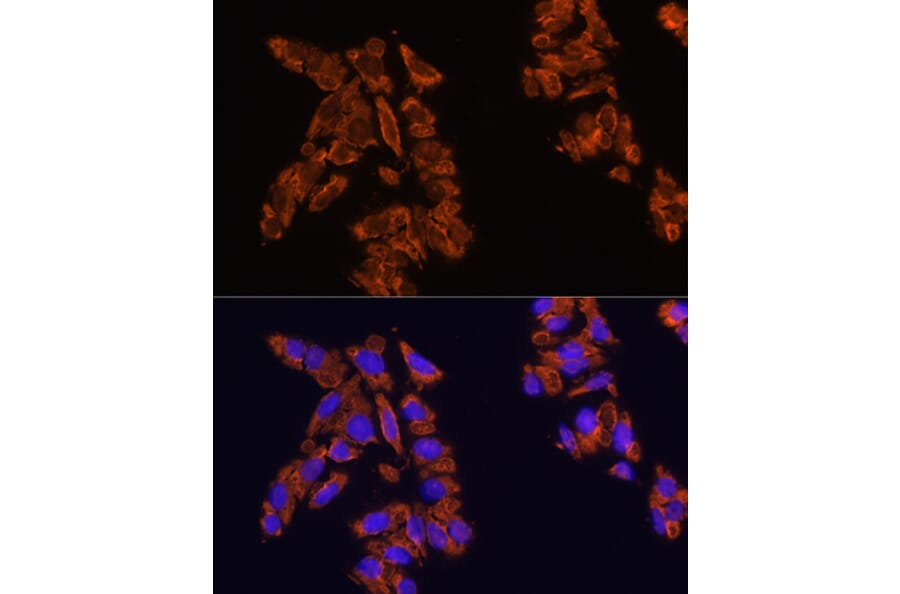Immunofluorescence - Anti-SIRP alpha Antibody (A17252) - Antibodies.com