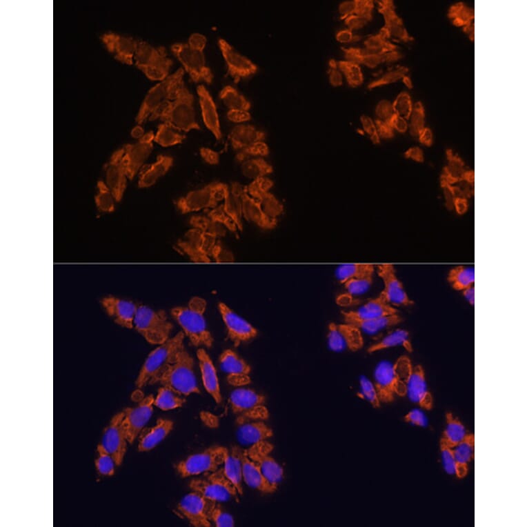 Immunofluorescence - Anti-SIRP alpha Antibody (A17252) - Antibodies.com