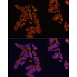 Immunofluorescence - Anti-SIRP alpha Antibody (A17252) - Antibodies.com