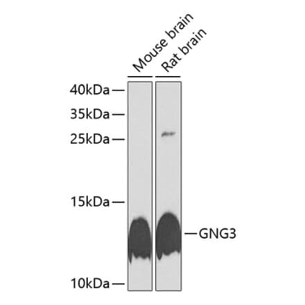 Western Blot - Anti-GNG3 Antibody (A17255) - Antibodies.com