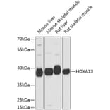 Western Blot - Anti-HOXA13 Antibody (A17256) - Antibodies.com