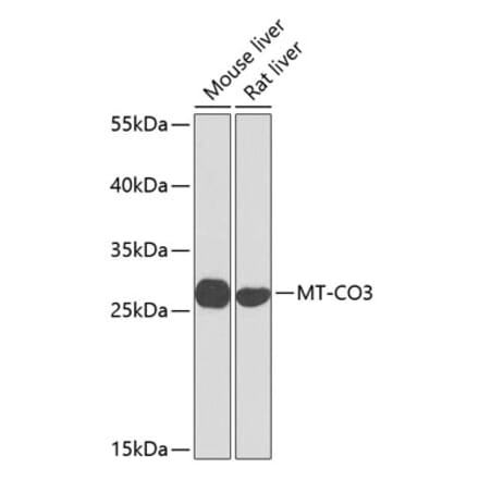 Western Blot - Anti-MT-CO3 Antibody (A17265) - Antibodies.com