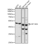 Western Blot - Anti-ND4 Antibody (A17266) - Antibodies.com