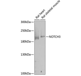 Western Blot - Anti-NOTCH3 Antibody (A17270) - Antibodies.com