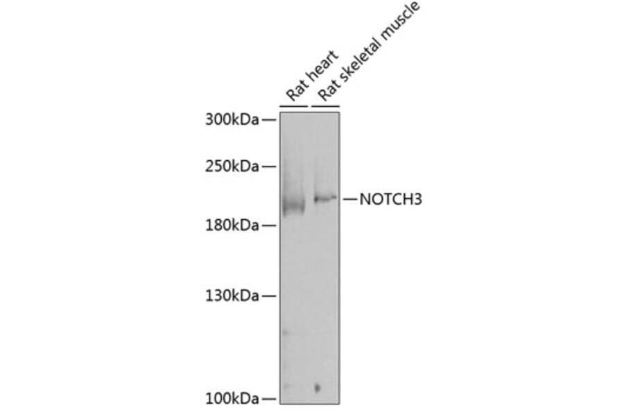 Western Blot - Anti-NOTCH3 Antibody (A17270) - Antibodies.com