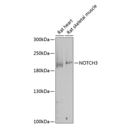 Western Blot - Anti-NOTCH3 Antibody (A17270) - Antibodies.com