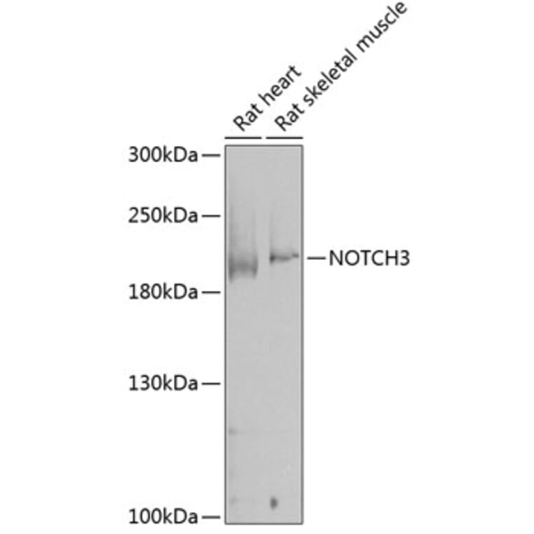 Western Blot - Anti-NOTCH3 Antibody (A17270) - Antibodies.com