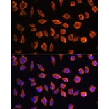 Immunofluorescence - Anti-NOTCH3 Antibody (A17270) - Antibodies.com