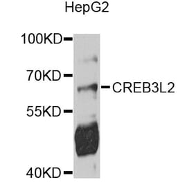 Western Blot - Anti-CREB3L2 Antibody (A10554) - Antibodies.com