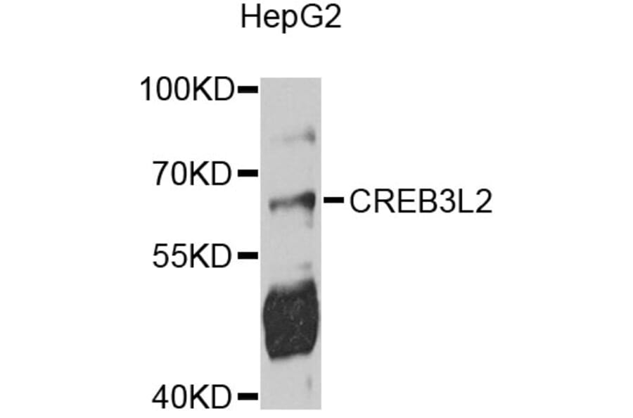 Western Blot - Anti-CREB3L2 Antibody (A10554) - Antibodies.com