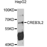 Western Blot - Anti-CREB3L2 Antibody (A10554) - Antibodies.com