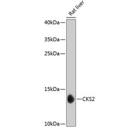 Western Blot - Anti-CKS2 Antibody (A17285) - Antibodies.com