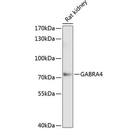 Western Blot - Anti-GABRA4 Antibody (A17286) - Antibodies.com