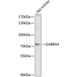 Western Blot - Anti-GABRA4 Antibody (A17286) - Antibodies.com