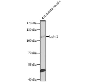 Western Blot - Anti-Lipin 1 Antibody (A17291) - Antibodies.com