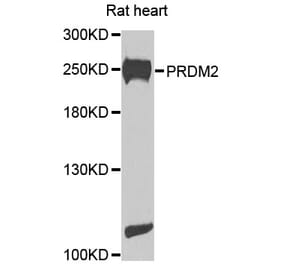 Western Blot - Anti-PRDM2 Antibody (A8565) - Antibodies.com