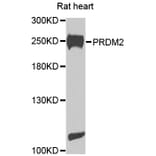 Western Blot - Anti-PRDM2 Antibody (A8565) - Antibodies.com