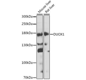 Western Blot - Anti-DUOX1 Antibody (A17293) - Antibodies.com