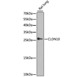 Western Blot - Anti-Claudin 10 Antibody (A17297) - Antibodies.com