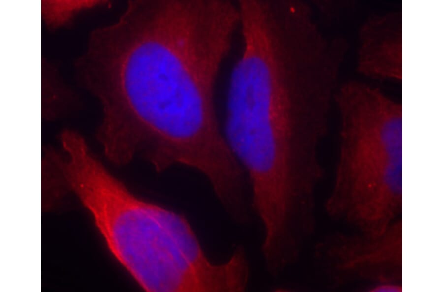 Immunofluorescence - Anti-TH (phospho S19) Antibody (AP0461) - Antibodies.com