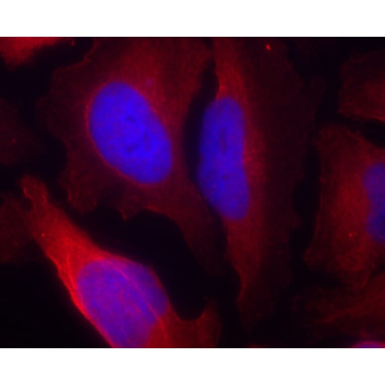 Immunofluorescence - Anti-TH (phospho S19) Antibody (AP0461) - Antibodies.com