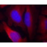 Immunofluorescence - Anti-TH (phospho S19) Antibody (AP0461) - Antibodies.com