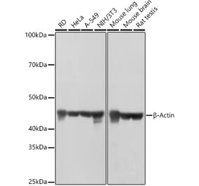 Western Blot - Anti-beta Actin Antibody [AMC0001] (A17299) - Antibodies.com