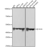 Western Blot - Anti-beta Actin Antibody [AMC0001] (A17299) - Antibodies.com