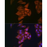 Immunofluorescence - Anti-beta Actin Antibody [AMC0001] (A17299) - Antibodies.com