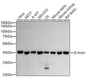 Western Blot - Anti-beta Actin Antibody (A17300) - Antibodies.com