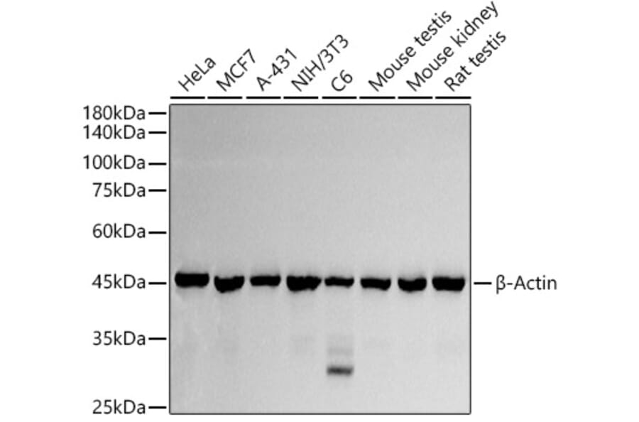 Western Blot - Anti-beta Actin Antibody (A17300) - Antibodies.com