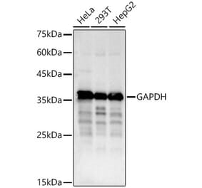 Western Blot - Anti-GAPDH Antibody (A17302) - Antibodies.com