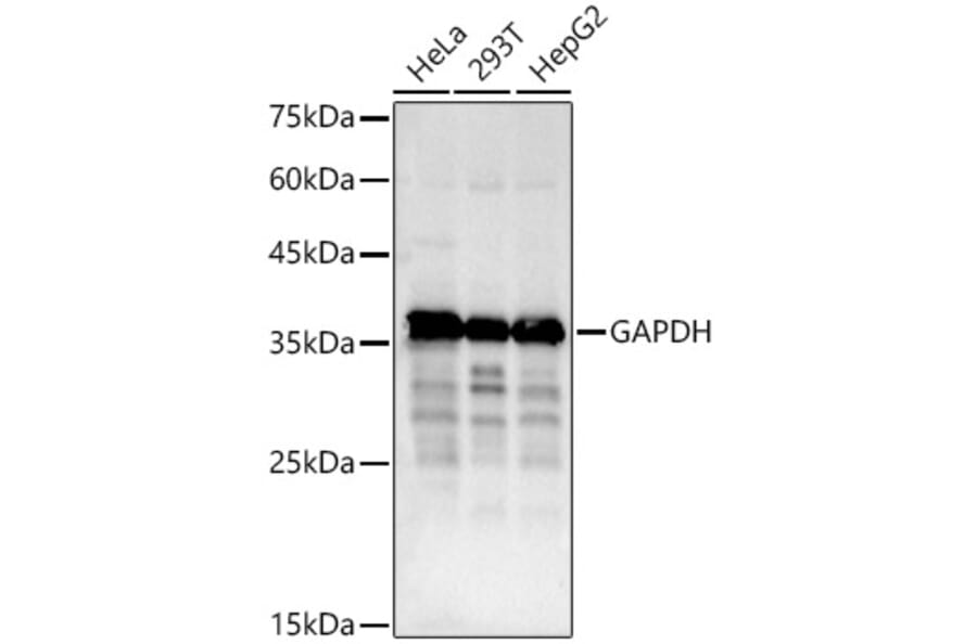 Western Blot - Anti-GAPDH Antibody (A17302) - Antibodies.com