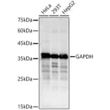 Western Blot - Anti-GAPDH Antibody (A17302) - Antibodies.com