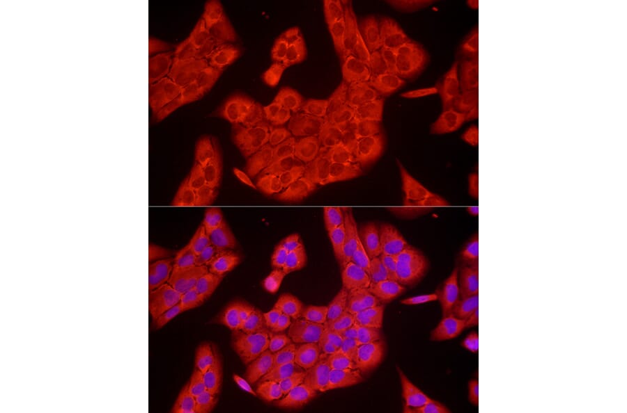 Immunofluorescence - Anti-GAPDH Antibody (A17302) - Antibodies.com
